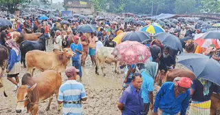 কুষ্টিয়ায় বৈরী আবহাওয়াতেও জমে উঠেছে কোরবানির হাট